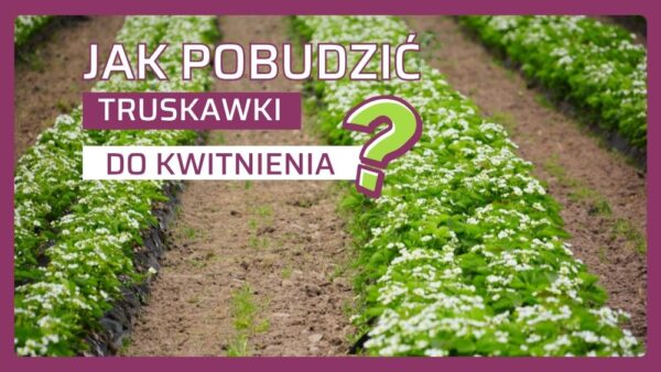 Biostymulacja kwitnienia truskawki po przymrozkach. Jak uratować plon w sezonie 2026?