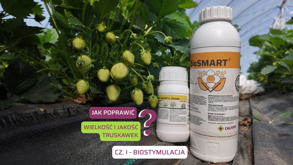 Biostymulacja truskawki na lepszy i większy plon-ow