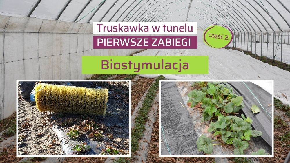 Biostymulacja truskawki na start sezonu-po szczotkowaniu liści truskawki