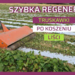 Biostymulacja truskawki po koszeniu liści