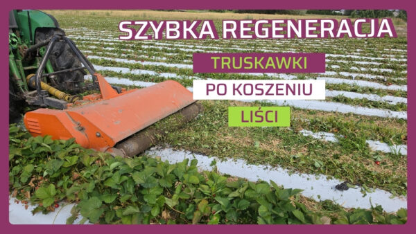 Biostymulacja truskawki po koszeniu liści – jak szybko zregenerować plantację po zbiorach?