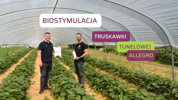 Biostymulacja truskawki Allegro w tunelu w trudnym sezonie 2024