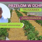 Choroby glebowe truskawek
