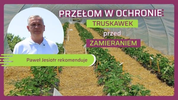 Choroby odglebowe truskawek: Jak chronić plantację przed werticiliozą i fytoftorozą?