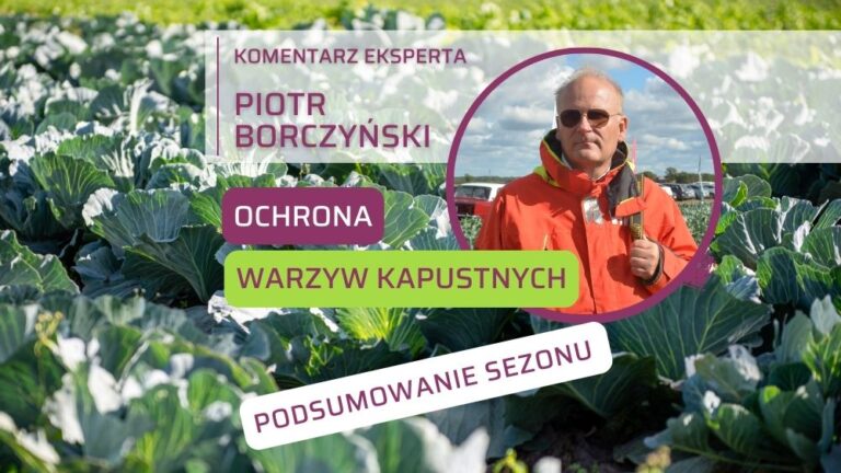 Choroby szkodniki kapustnych Piotr Borczynski