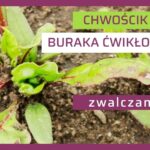 Chwościk buraka zwalczanie