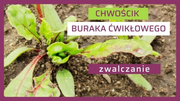 Chwościk buraka ćwikłowego już atakuje! Jak go zwalczać?