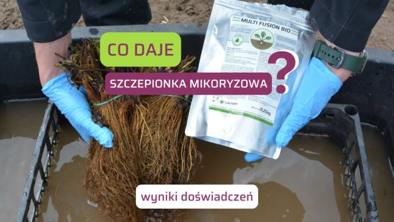 Mikoryza truskawki Multi Fusion BIO – wpływ grzybów Glomus na wzrost i plonowanie roślin