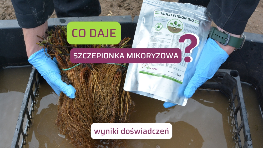 Mikoryza truskawki Multi Fusion BIO – wpływ grzybów Glomus na wzrost i plonowanie roślin