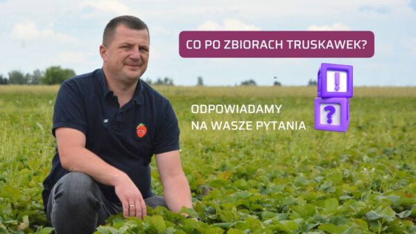 Co po zbiorach truskawek? Likwidować czy zostawić plantację?