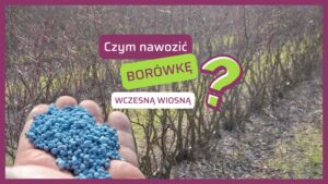 czym nawozić borówkę wczesną wiosną - nawóz wieloskładnikowy Fertimax Complex NPK 12-11-18