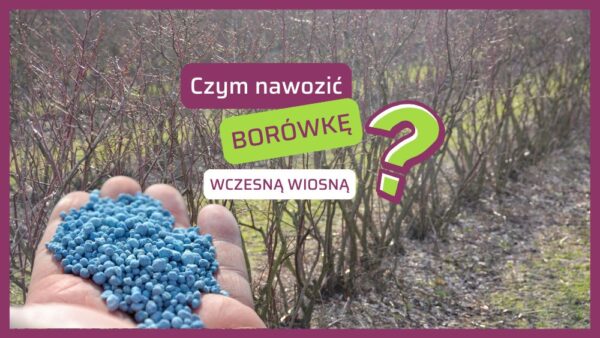 Wiosenne nawożenie borówki wysokiej