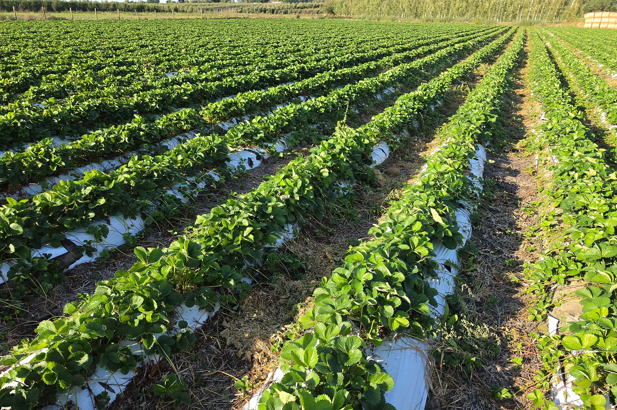 Plantacja truskawki odmiany Verdi po pierwszym zbiorze