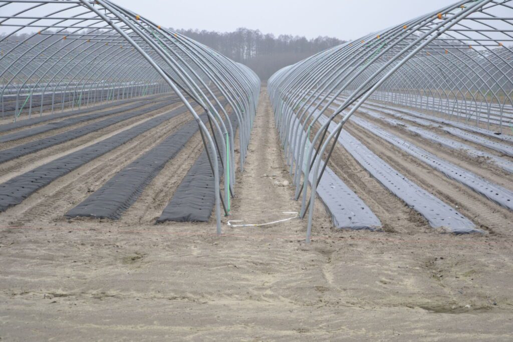 Przygotowanie tuneli foliowych oraz zagonów podwyższonych, okrytych po prawej czarną folią a po lewej czarną agrowłókniną. Na tej plantacji zostanie posadzona wczesna odmiana truskawek.