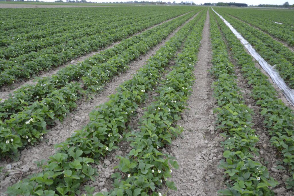 Truskawki ubarwiane na płask w systemie dwurzędowym.