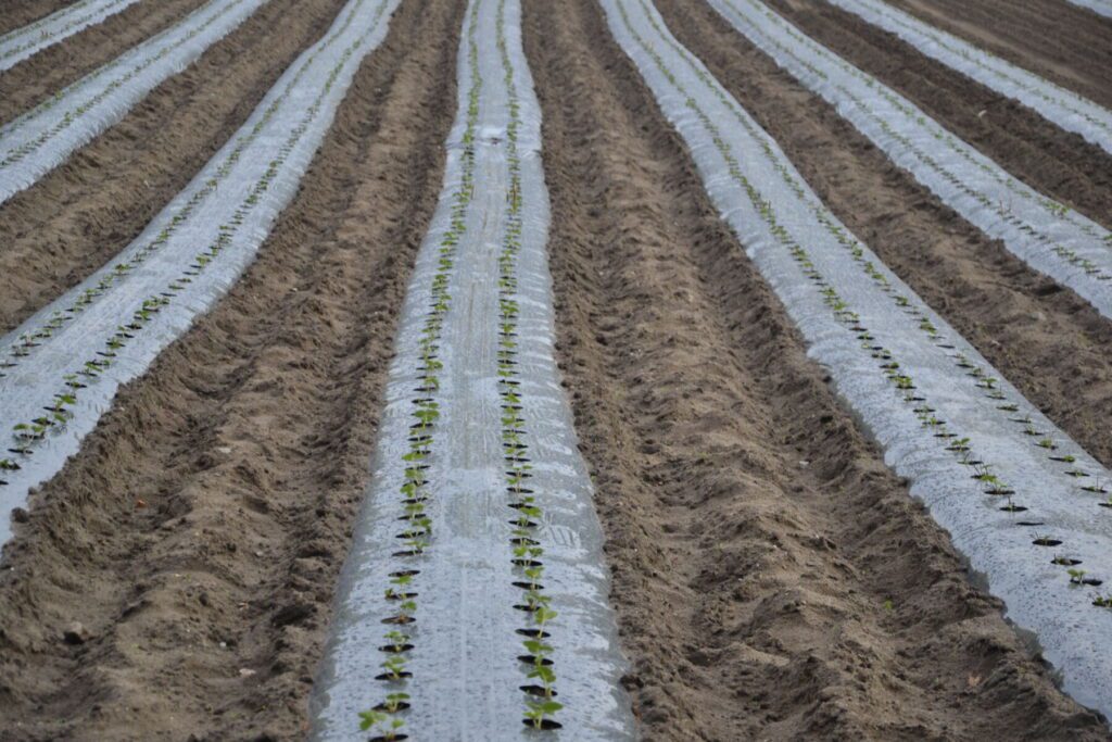 Uprawa truskawek na podniesionych zagonach o 20 cm, staje cię co raz popularniejsza.