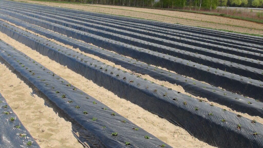Plantacja truskawek odmiany powtarzającej owocowanie, założona na zagonach o średniej wysokości.