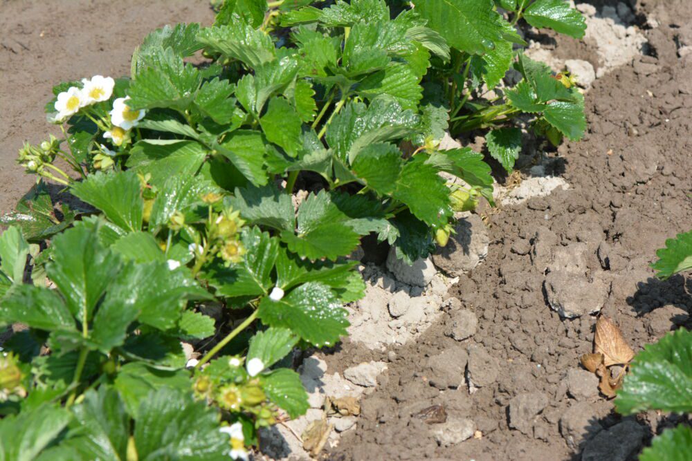 Rośliny truskawki podlane deszczownią, większa cześć wody jest znacznie dalej niż pod samymi roślinami, gdzie znajduje się największa liczba korzeni.