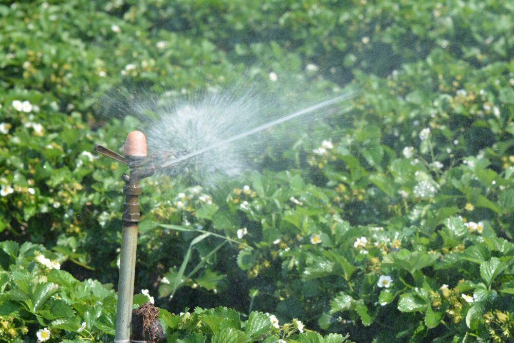 W czasie deszczowania zwilżeniu ulegają wszystkie nadziemne części roślin w tym otwarte kwiaty.