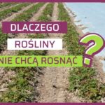 Dlaczego truskawki stoją - zahamowanie wzrostu roslin