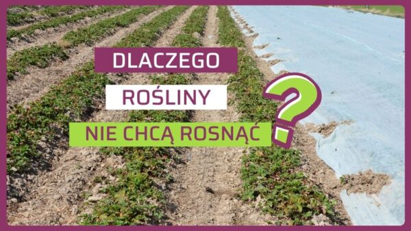 Zahamowanie wzrostu roślin. Jak pobudzić uprawy w warunkach chłodnej wiosny?