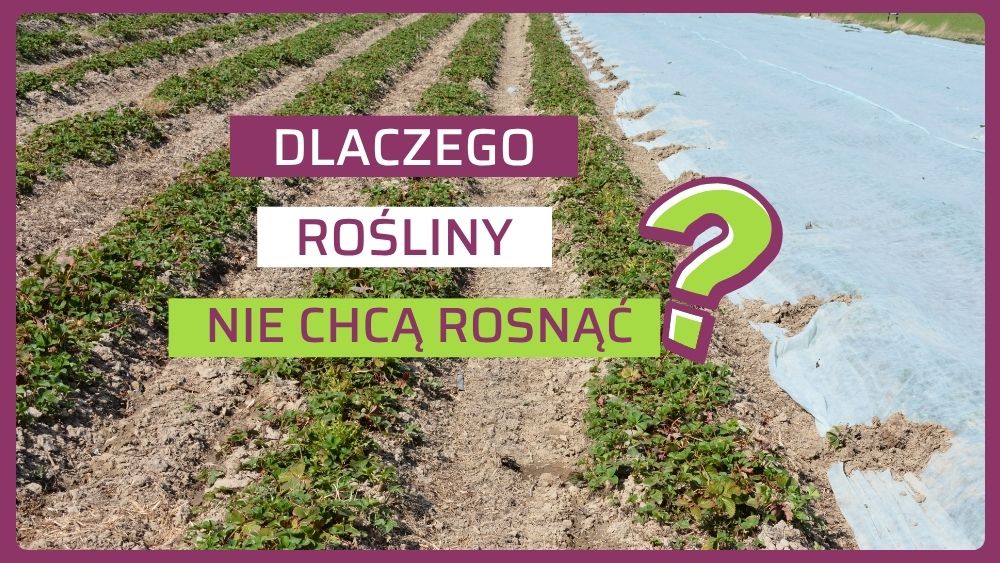 Dlaczego truskawki stoją - zahamowanie wzrostu roslin