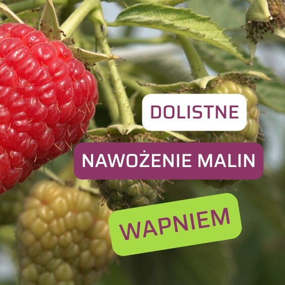 Dolistne nawożenie malin wapniem-ow