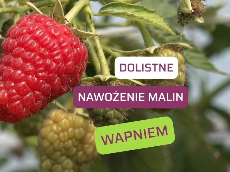 Dolistne nawożenie malin wapniem-ow