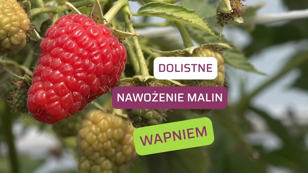 Dolistne nawożenie malin wapniem-ow