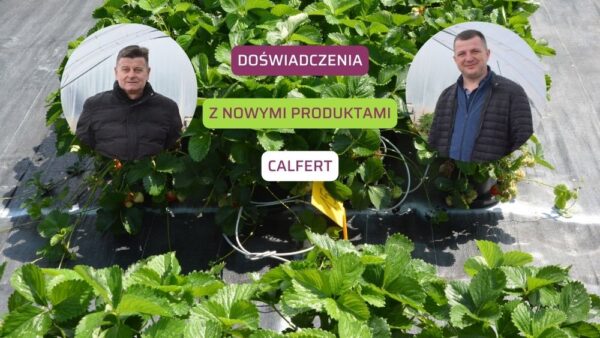 Doświadczenia wdrożeniowe Doradcy Jagodowego z nowymi produktami Calfert