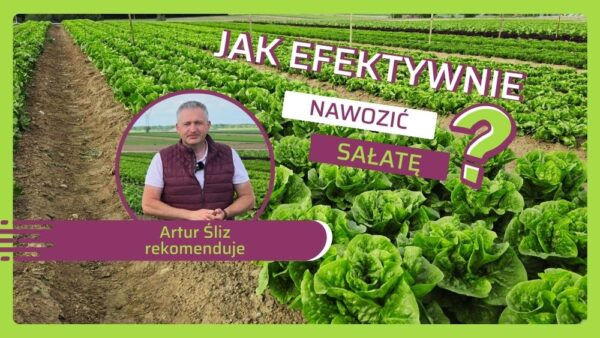 Efektywne nawożenie sałaty-Artur Śliz