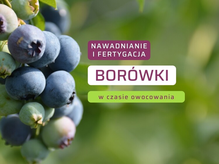Fertygacja borówki-ow