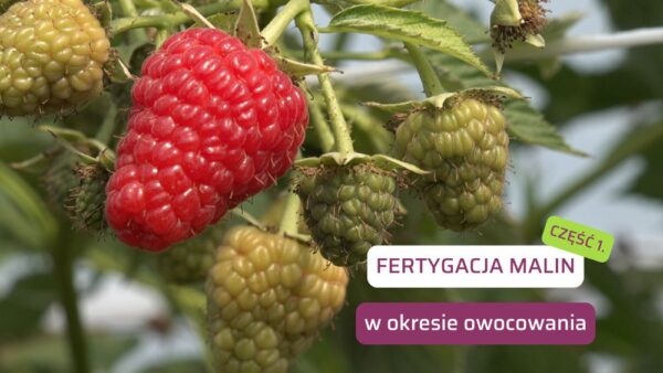 Fertygacja malin owocowanie cz. 1