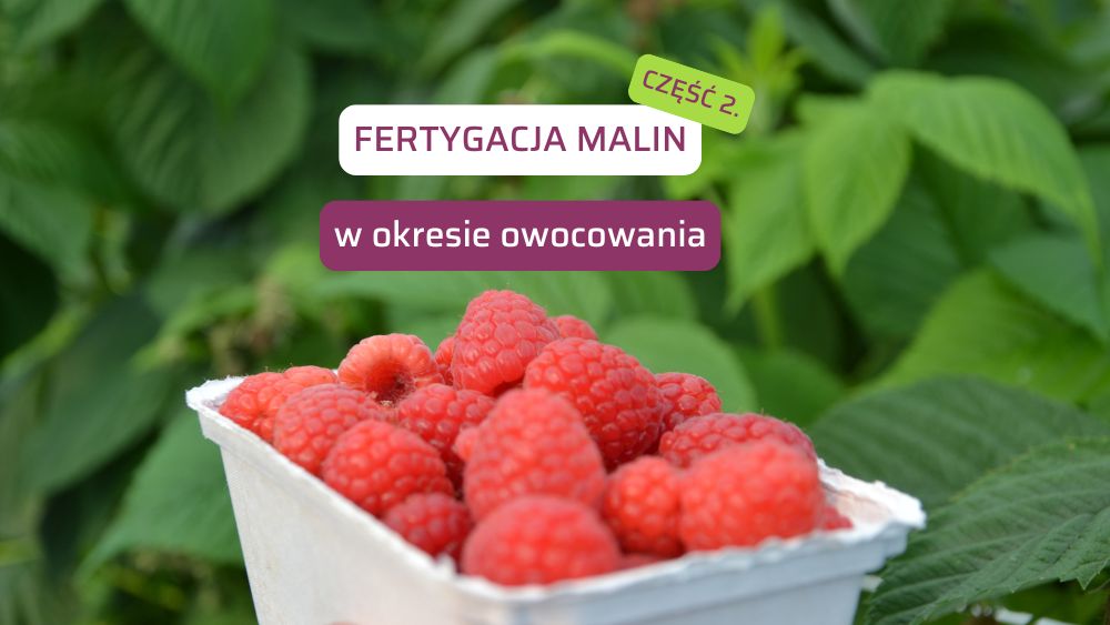 Fertygacja malin owocowanie cz.2