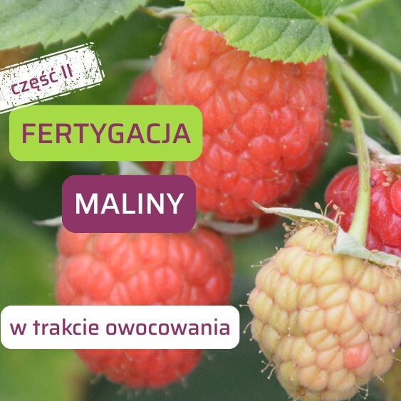 Fertygacja maliny-cz2-ow