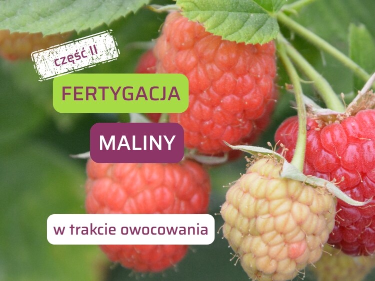 Fertygacja maliny-cz2-ow