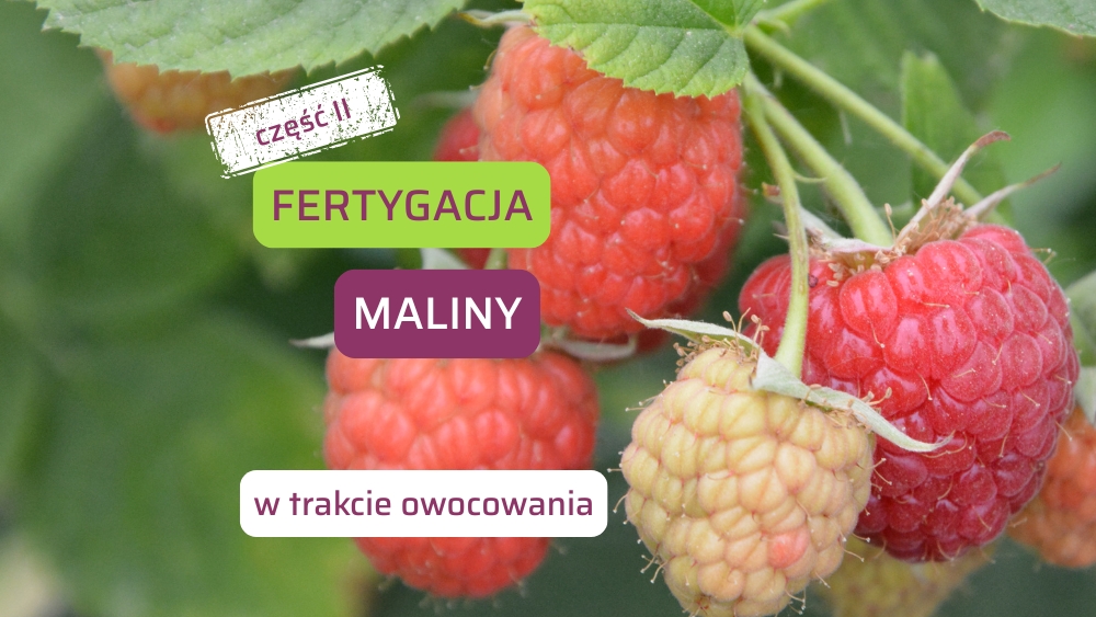 Fertygacja maliny-cz2-ow