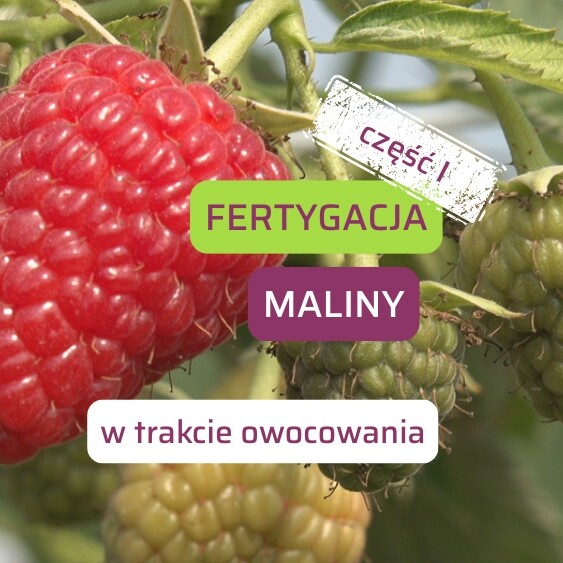Fertygacja-maliny-ow1