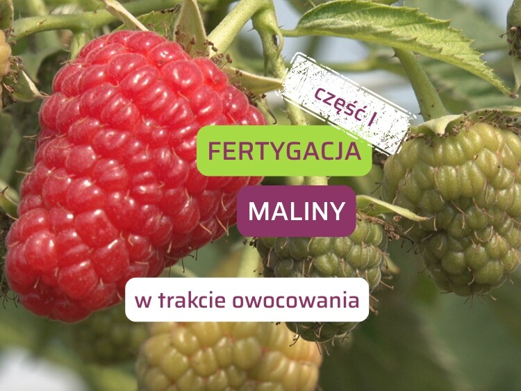 Fertygacja-maliny-ow1