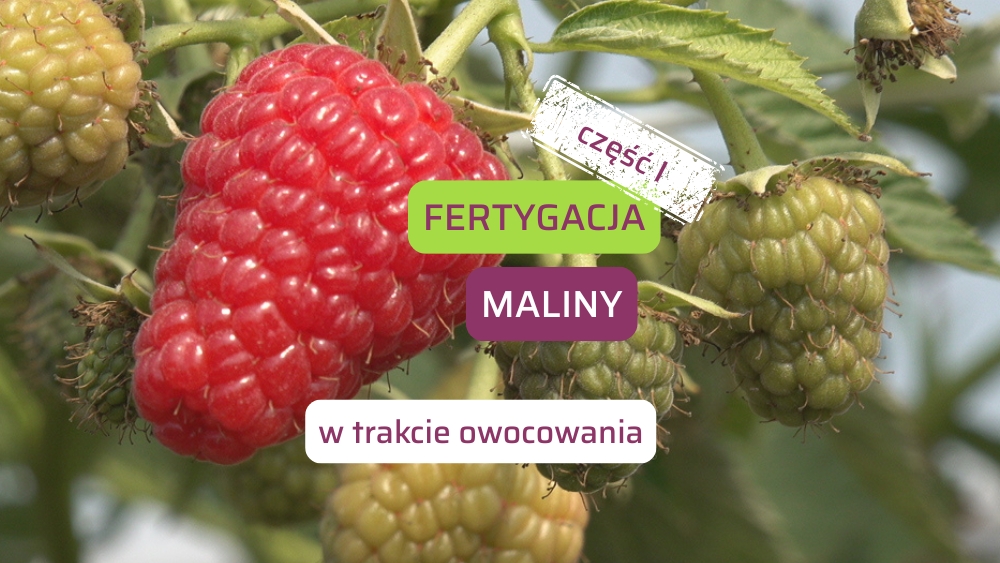 Fertygacja-maliny-ow1