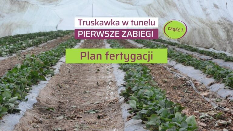 Fertygacja truskawki na start