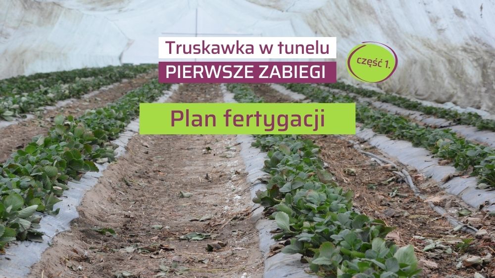 Fertygacja truskawki na start