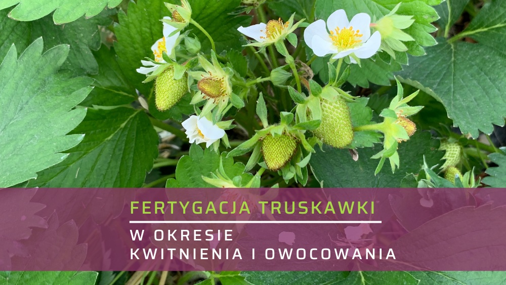 Fertygacja truskawki – ow