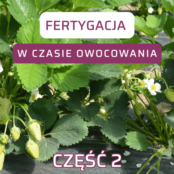 Fertygacja w okresie owocowania