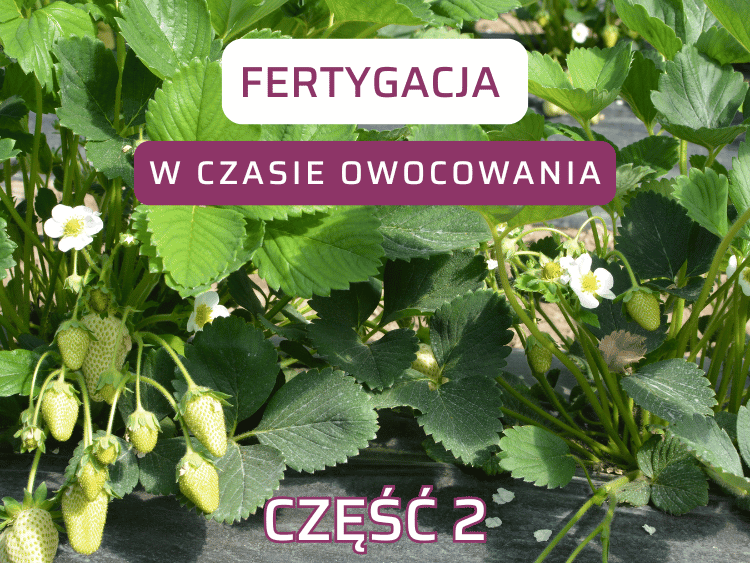 Fertygacja w okresie owocowania