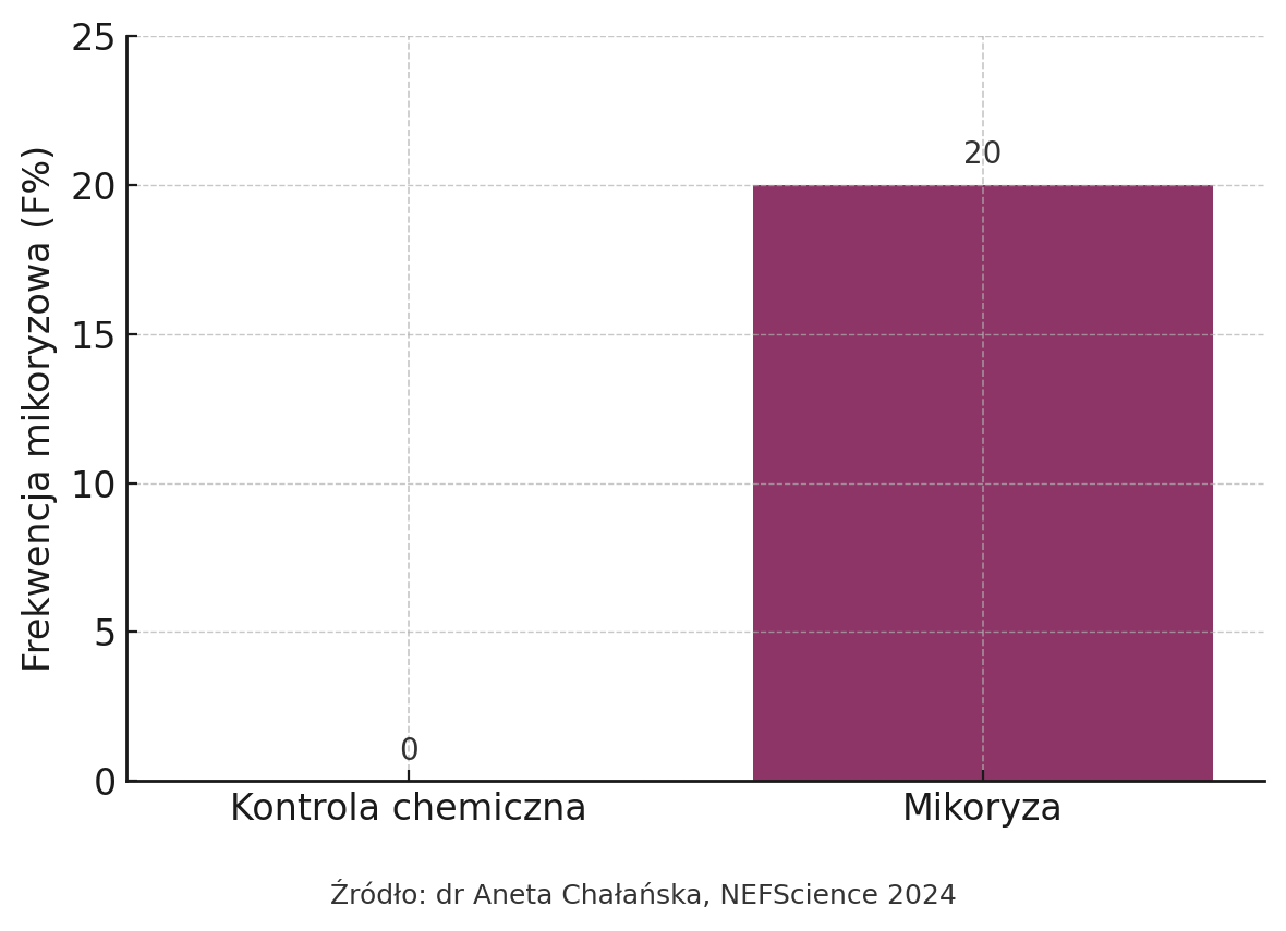 Frekwencja mikoryzowa – wykres 2024 – dr Aneta Chałańska