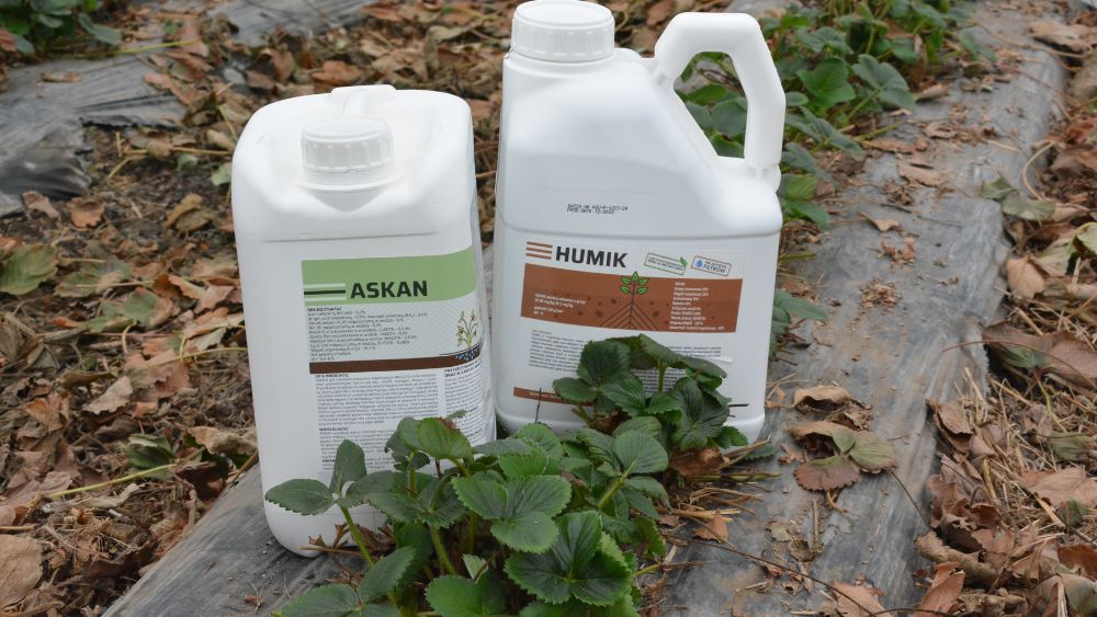 Humik i Askan biostymulacja systemu korzeniowego truskawki na start sezonu