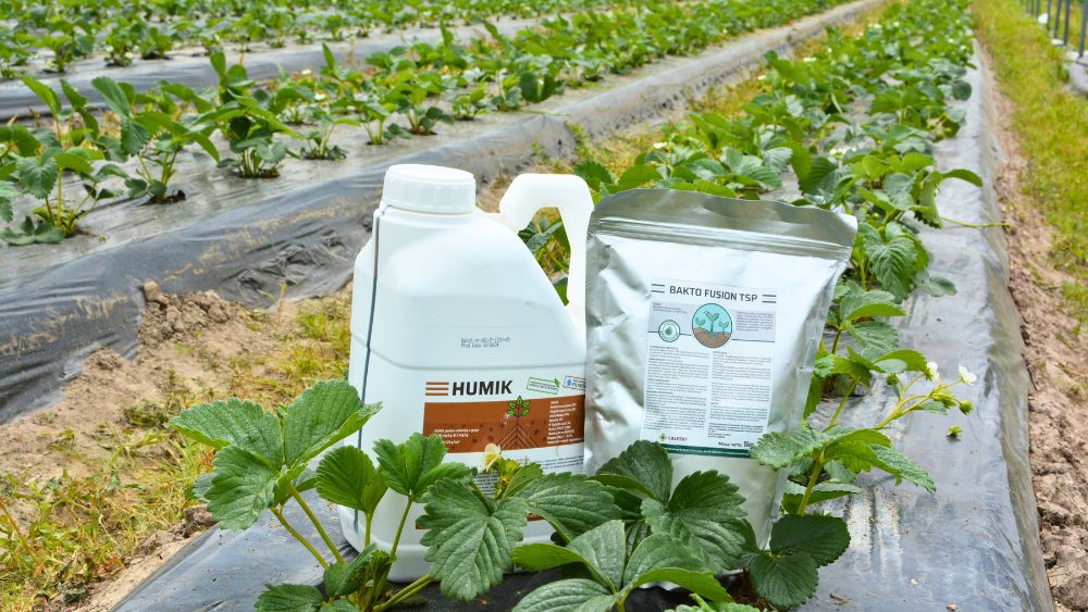 Truskawka Rumba w lipcu 2025: Humik wspomaga rozwój pożytecznych mikroorganizmów glebowych wprowadzanych z preparatem Bakto Fusion TSP