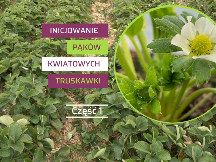 Inicjowanie pąków kwiatowych truskawki-1-ow