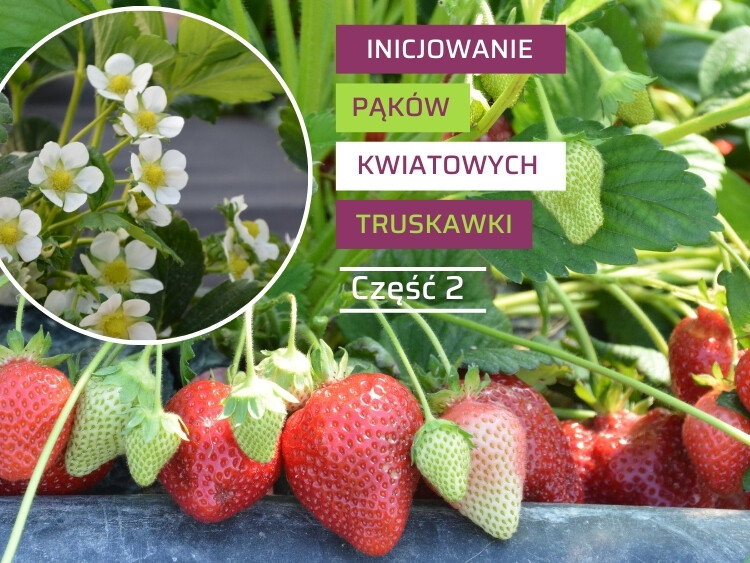 Inicjowanie pąków kwiatowych truskawki-2-ow